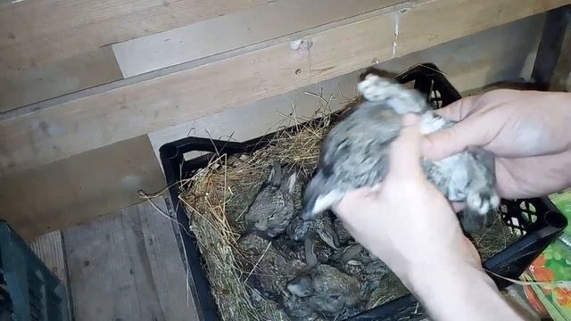 Вскармливание 10-ти дневных крольчат-сирот смотреть онлайн