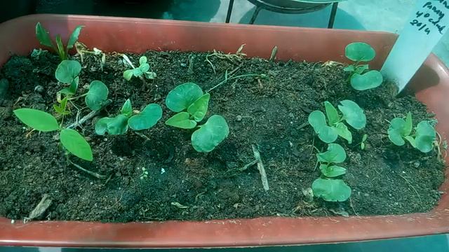 209 - Grow and care Mirabilis /Four O' Clock from seeds /समर के लिए अभी सीड्स से Mirabilis को लगाए смотреть онлайн
