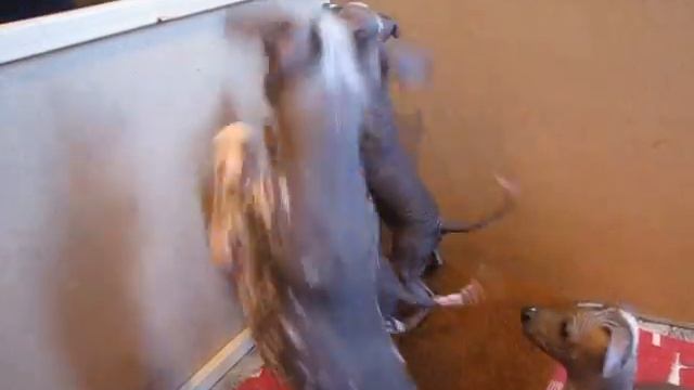 щенки голой мексиканской собаки смотреть онлайн