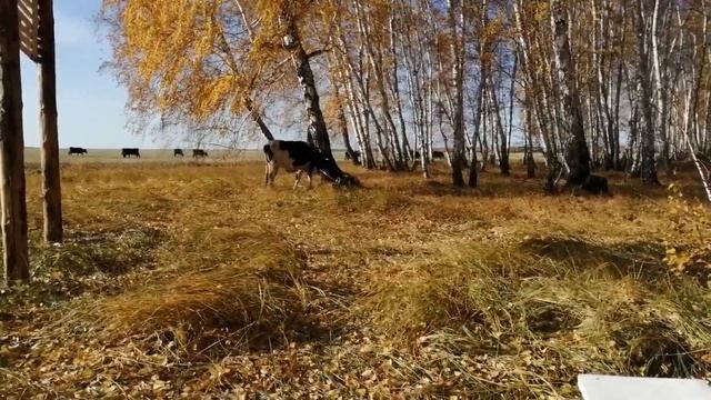 Пасу коров 4-й раз за лето! Золотая осень! Коровы на лугу! Много коров! Разноцветные коровы! смотреть онлайн