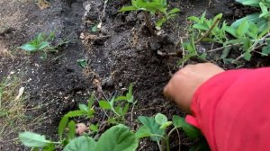 Гортензия Пять Эффективных Способов Размножение