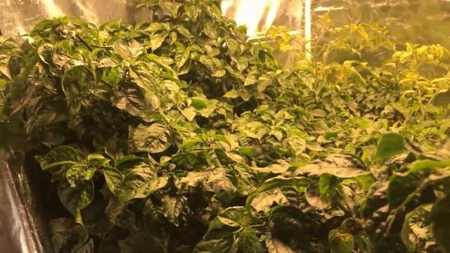 Indoor Home Assistant Automated Carolina Reaper Grow Update смотреть онлайн