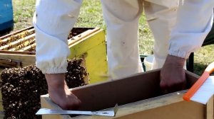 Пчелопакеты. Купить пчелопакеты.