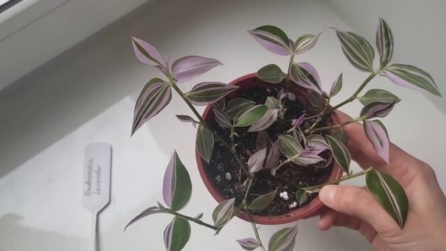 Традесканция Lavender (новинка) смотреть онлайн