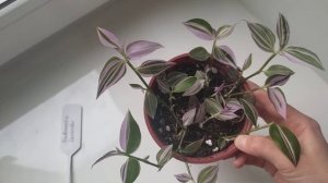 Традесканция Lavender (новинка)