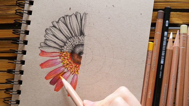 4 Ways to Draw a GERBERA DAISY | Step by Step | Pencil and Ink смотреть онлайн