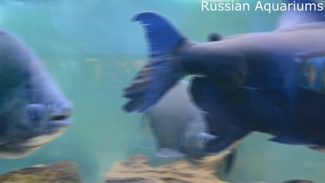 Черный Паку Colossoma Brachypomus смотреть онлайн