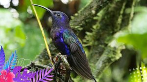 ИНТЕРЕСНАЯ ПТАШКА: КОЛИБРИ