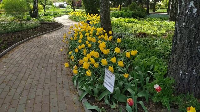 ?Тюльпаны Донецка. Как красив город весной ☺️ 2-ая часть прогулки по бот. саду #цветы #весна смотреть онлайн