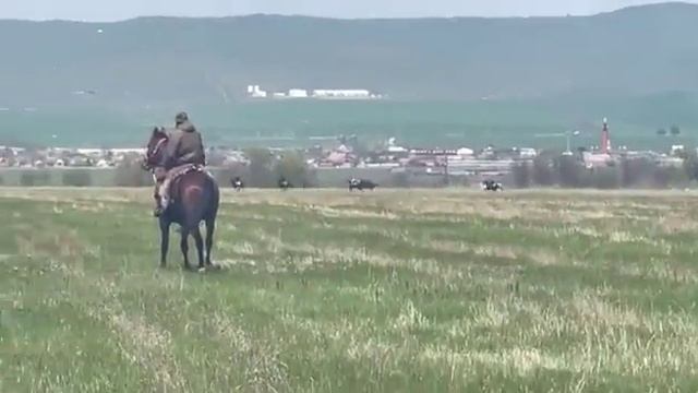 скачки ингушетия смотреть онлайн