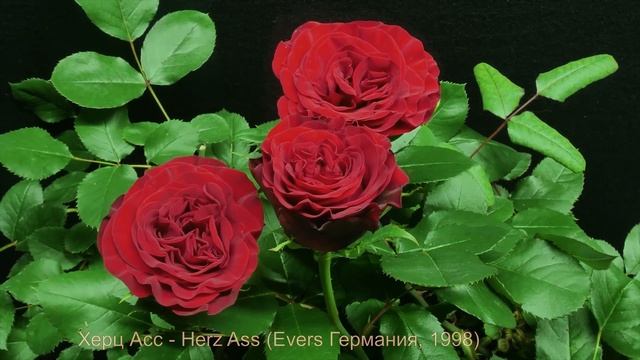 Как распускается роза Херц Асс - Herz Ass (Evers Германия, 1998) смотреть онлайн