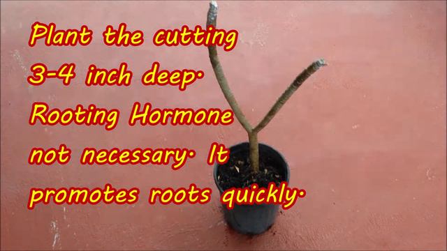 How To Grow Frangipani From Cuttings: Grow Frangipani Cuttings смотреть онлайн
