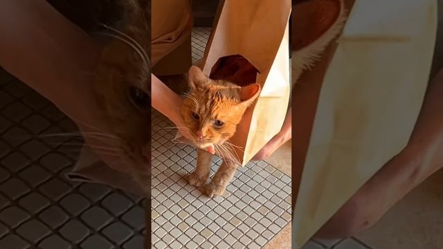 Симба гуляет в пакете!?