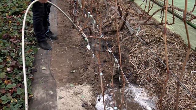 Влагозарядка виноградника. Что это и почему она важна??? смотреть онлайн