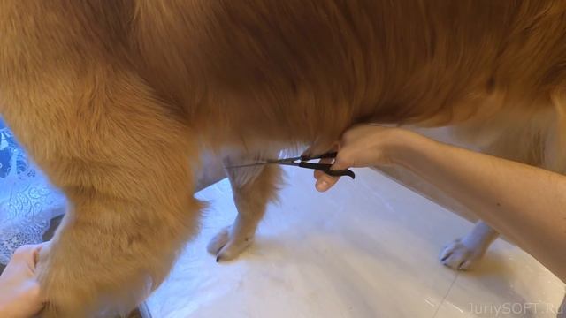 Как подстричь собаку? Стрижка Голден-ретривера дома.