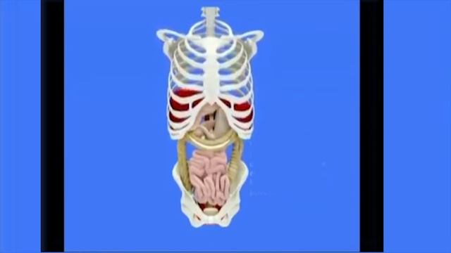 диафрагмальное дыхание, глубокое дыхание,гортань. Что общего ? смотреть онлайн