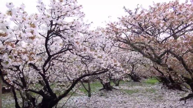 Top 5 Places to See Sakura (Cherry Blossoms) in Kyoto! смотреть онлайн