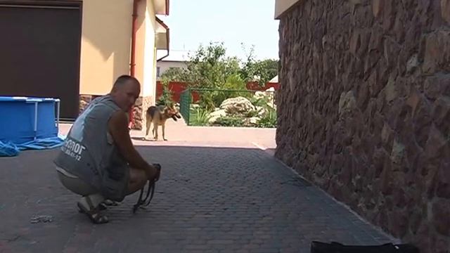 Страх собак до людини. Частина 3 смотреть онлайн