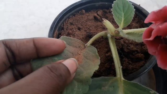 ഗ്ലോക്സിനിയ- Indoors നു യോജിച്ച Flowering plant/Gloxinia смотреть онлайн