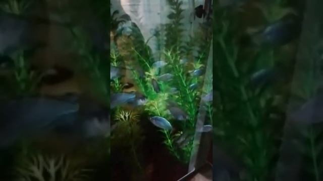 Неоновая радужница в темноте смотреть онлайн
