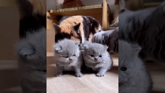 Параллельная мойка смотреть онлайн