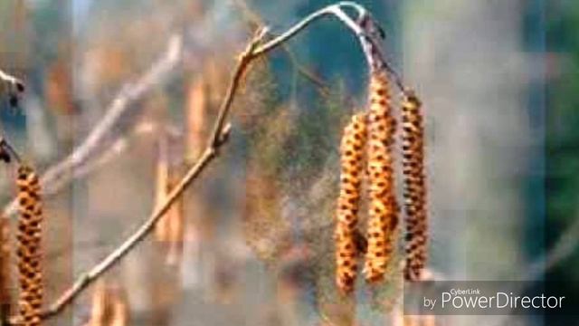 Сережка ольховая. Е смотреть онлайн