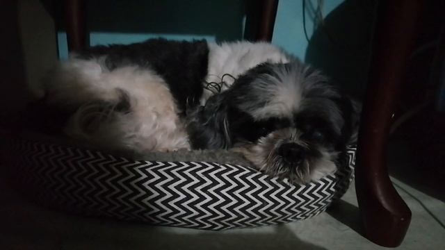 pamilya kung ituring mga aso natin #doglover смотреть онлайн