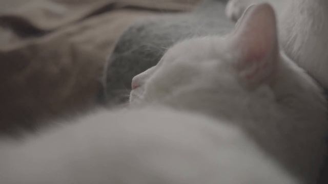 Мурчание кота. Мурлыкающий кот для сна и Здоровья. Purring cat for sleep and health. смотреть онлайн
