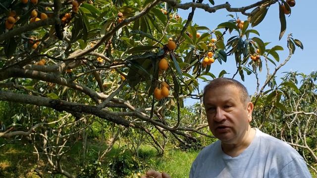 Biwa (ビワ, Eriobotrya japonica, loquat) in fruits смотреть онлайн