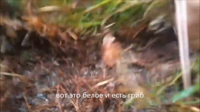 Где у гриба корни смотреть онлайн