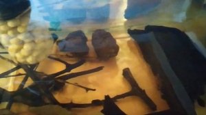 Как снизить PH в аквариуме ? - первый этап