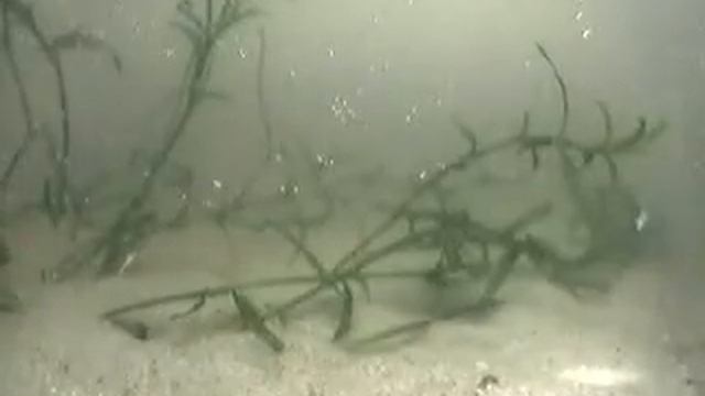 Ausgewachsene Triops Australiensis