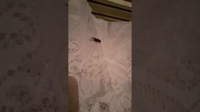 В нашем доме появился замечательный "сосед"#shorts #алекс_юстасу #юмор #сверчок #насекомые смотреть онлайн