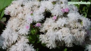 Агератум - посадка и уход в открытом грунте ч. 1 (выращивание из семян)