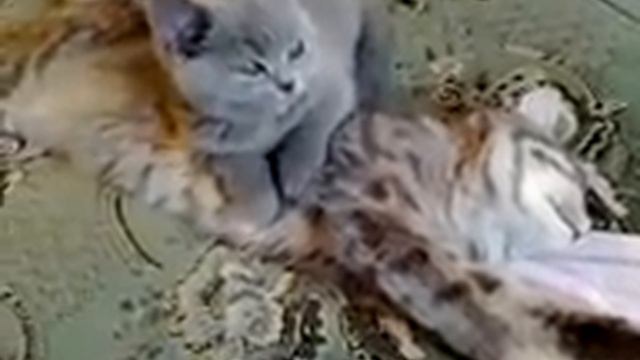 Британский котенок Люси и скоттиш страйт Маша смотреть онлайн