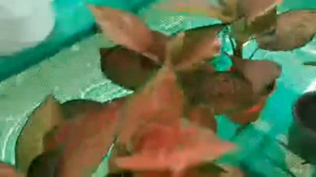 LIVE- Rainbow Garden Visit | SWADESHl'S Rainbow Garden Guruvayoor 🌱🌱 смотреть онлайн