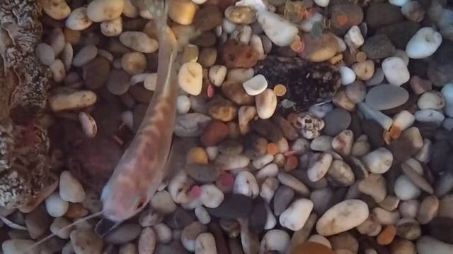 Полиптерус синегальский плавает. смотреть онлайн