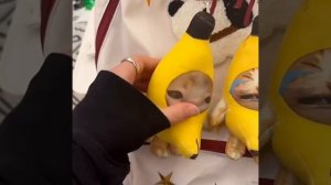 Плачущий кот- банан Banana cat. Happy happy happy cat meme