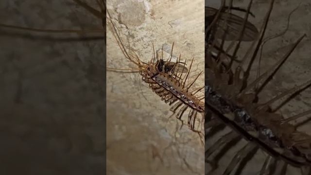 Мои ночные гости.