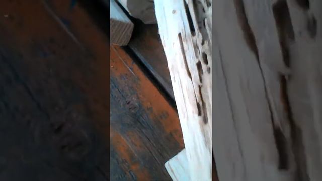 РАССМАТРИВАЕМ ДОМИК МУРАВЬЕВ ДРЕВОТОЧЦОВ КАК ВЫГЛЯДИТ ИХ ДОМ ? КАК ОНИ ДЕЛАЮТ ХОДЫ? :-) смотреть онлайн