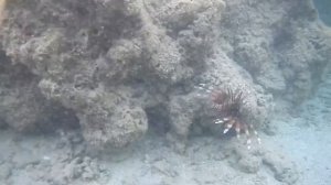 Рыбы Красного моря, Крылатка индийская, Pterois miles, Devil firefish , fish in red sea Egypt.