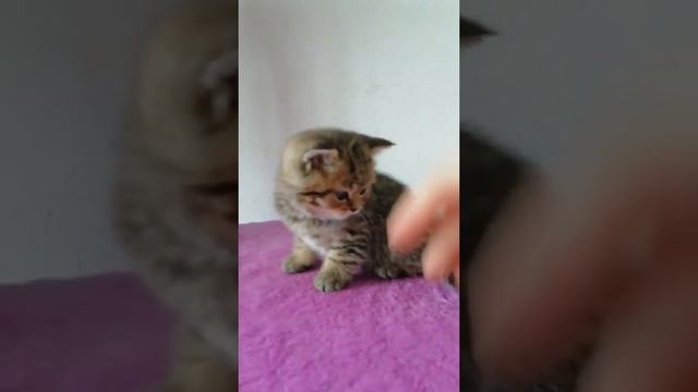 Скоттиш страйт пятнистый табби 24.05.20. смотреть онлайн