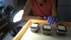 Часть 1. Влияние температуры на выход ювенилов и рост червя.