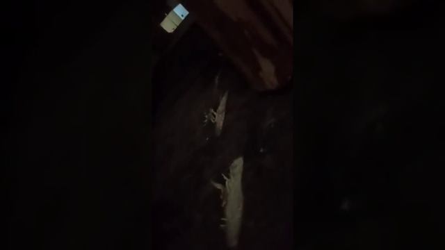 Почистил дымоход газовым балончиком, кинув его в топку. Хороший видеообзорщик и видео интересное!