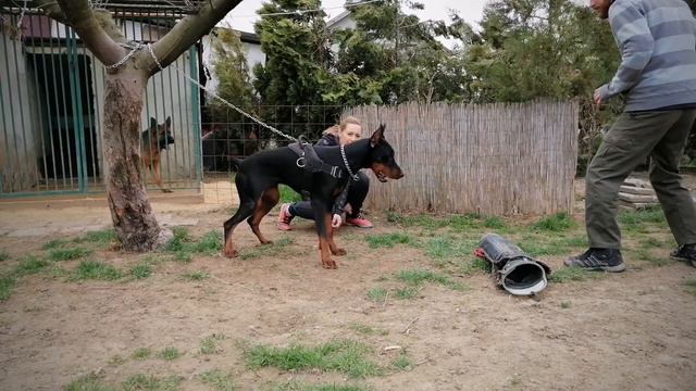 Doberman Bitework 10 months old male - Loyal Wolf kennel смотреть онлайн