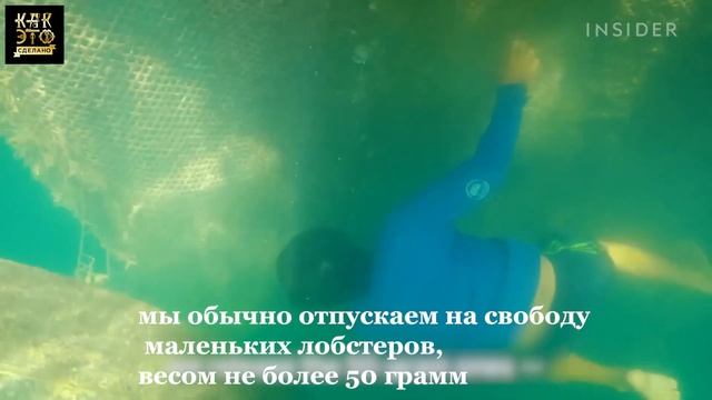 Жемчужные лобстеры - Почему они такие дорогие? смотреть онлайн