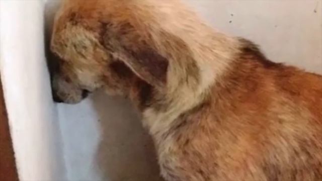 Эту собаку взяли из приюта, но она сутками смотрела в стену, пока хозяева не придумали это! смотреть онлайн