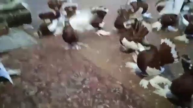 Статные Голуби Василия Старкова. Ленточные смотреть онлайн