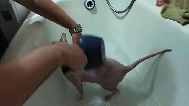 Как помыть кота?. Купание донского сфинкса Тимоши смотреть онлайн