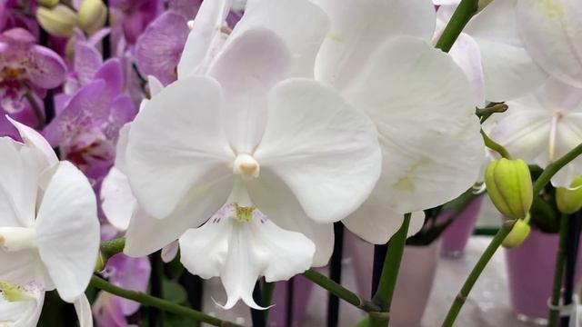 Праздничная витрина с орхидеями в Бауцентре . Аркс  Рей, Горизонт, Каменная Роза, Пандора ...